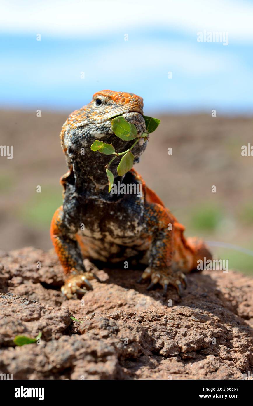 Moroccan Spiny-tailed Lizard on rock - Ouarzazate Morocco Stock Photo