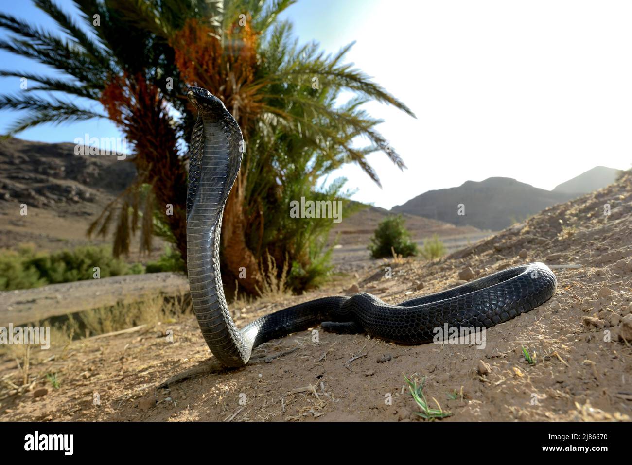 Egyptian cobra in the desert - Ouarzazate Morocco Stock Photo