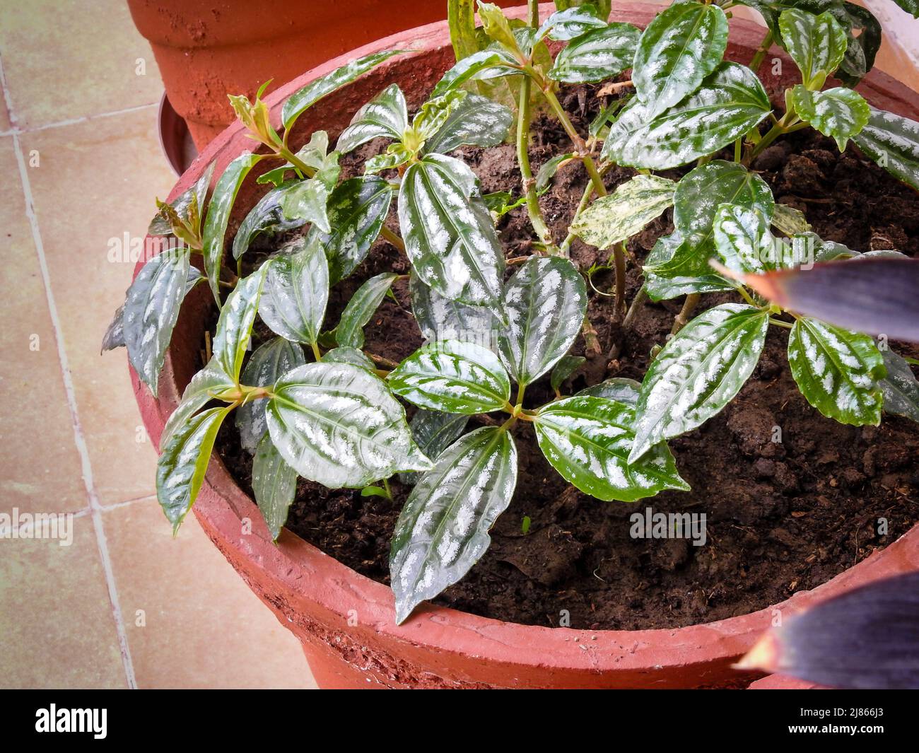 Pilea cadierei plant growing in a earthen pot in an Indian garden , the aluminium plant or watermelon pilea, is a species of flowering plant in the ne Stock Photo