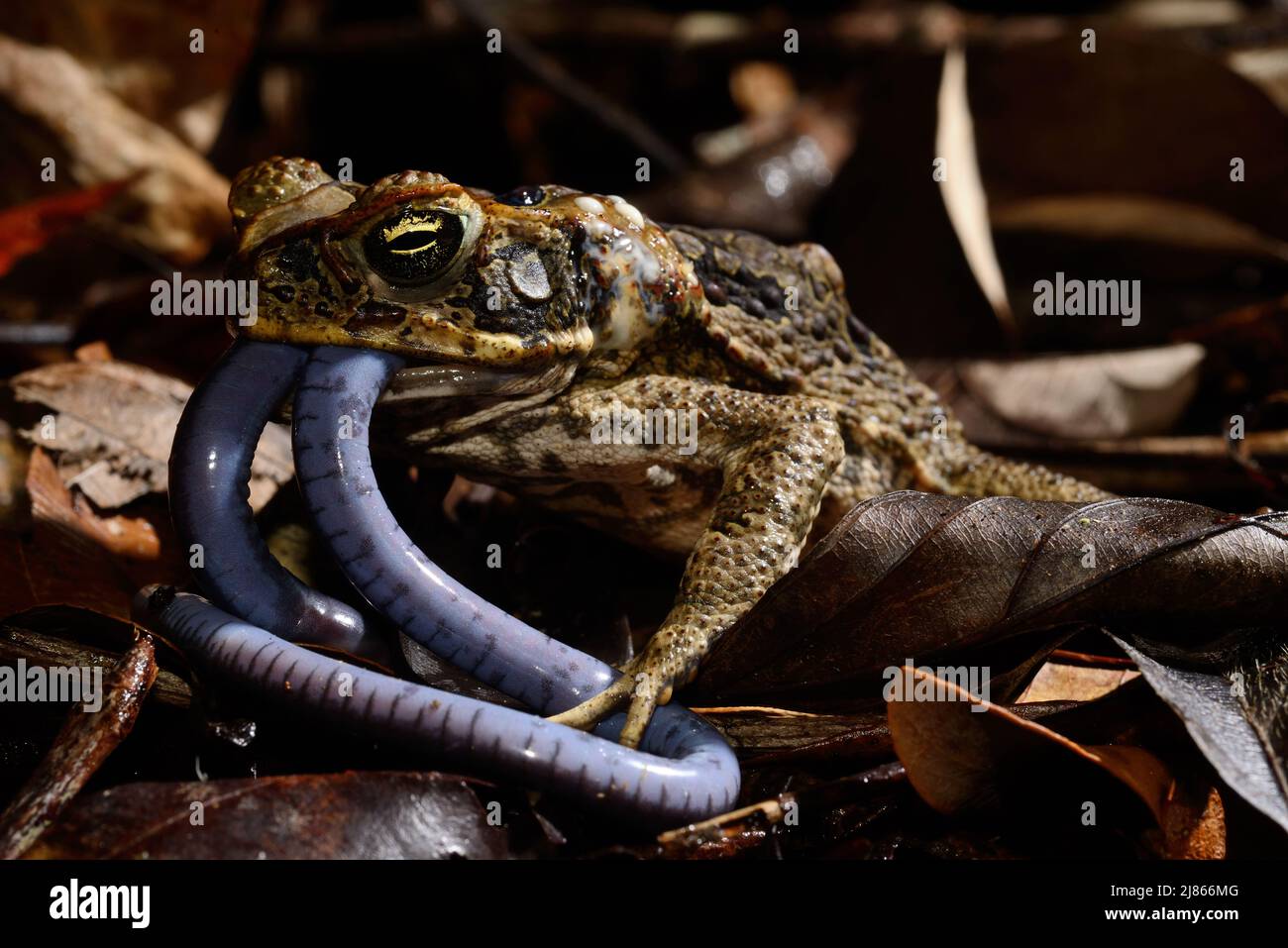 Cane toad eating Bearded caecilia - French Guiana Stock Photo - Alamy