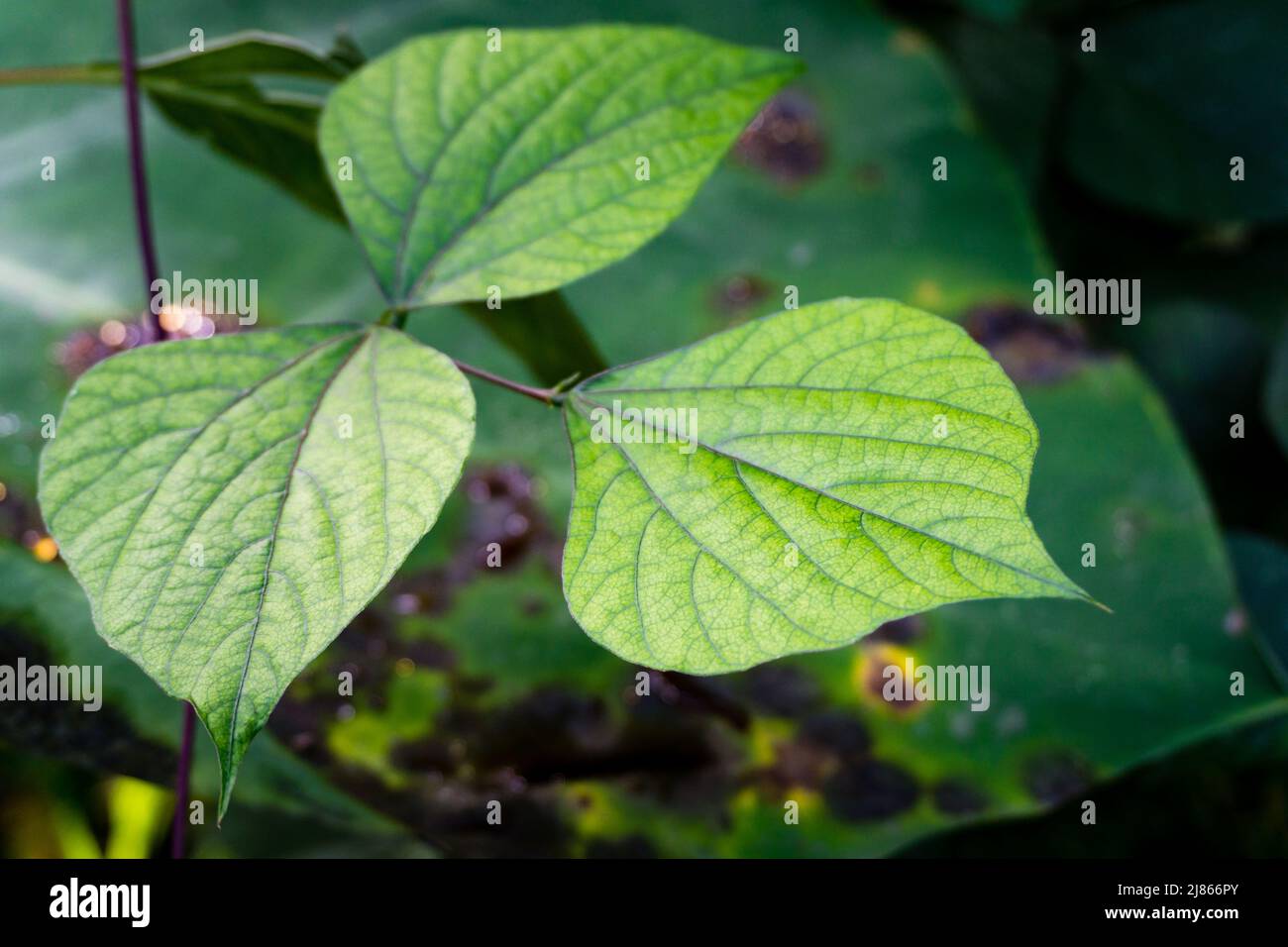 A closeup shot of Hyacinth Bean or Lablab Purpureus leaves in an organic Indian garden. Stock Photo