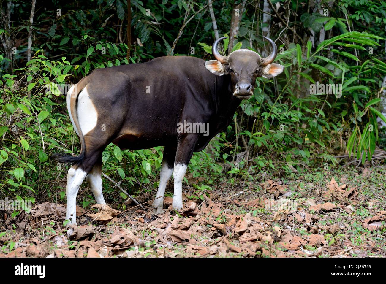 Banteng in forest - Taman Negara Malaysia ; Species extinct in peninsular Malaysia since 1950. Reintroduced animals. Stock Photo