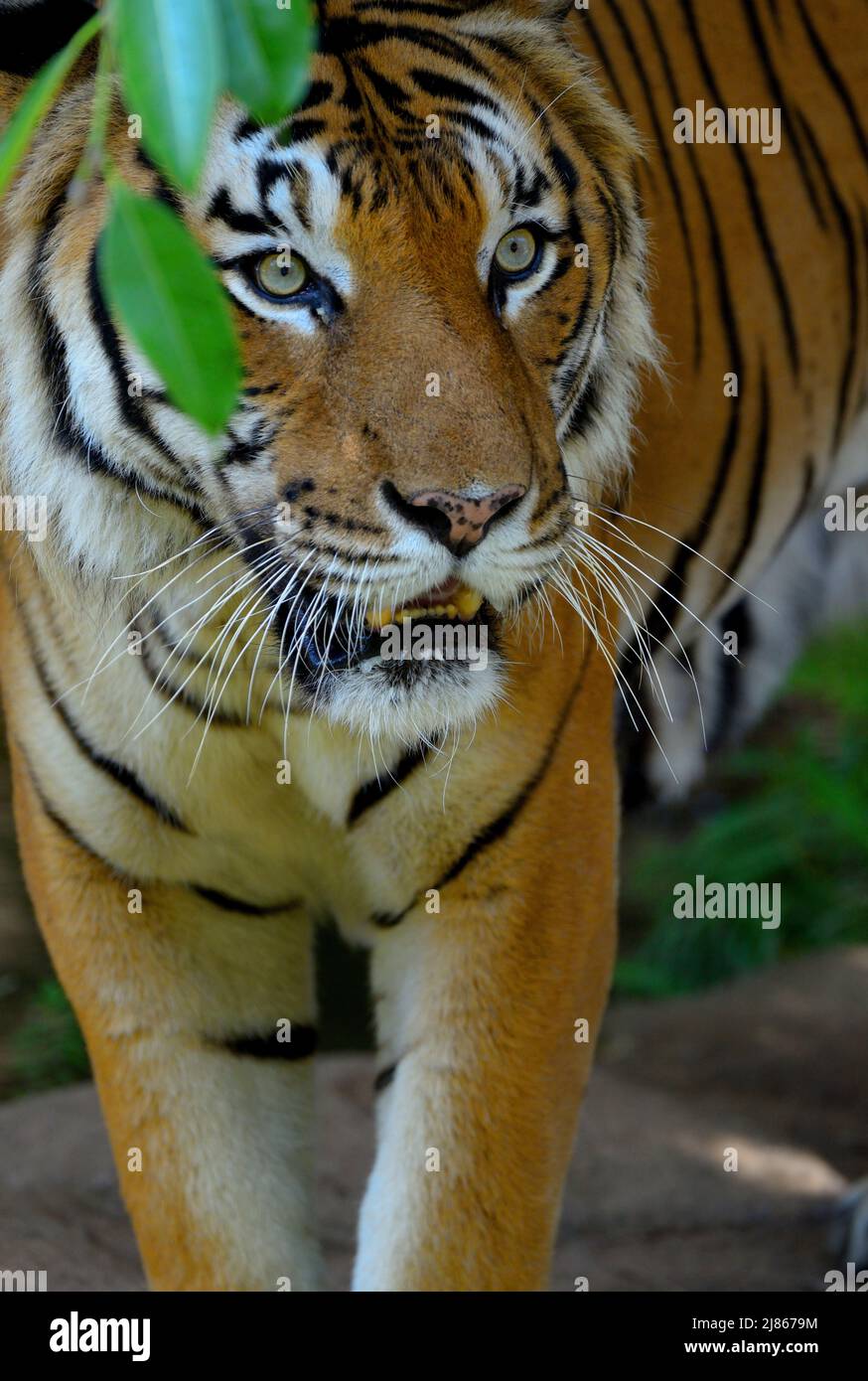 Portrait of Malayan Tiger - Malaysia ; There is still around 500 in the ...