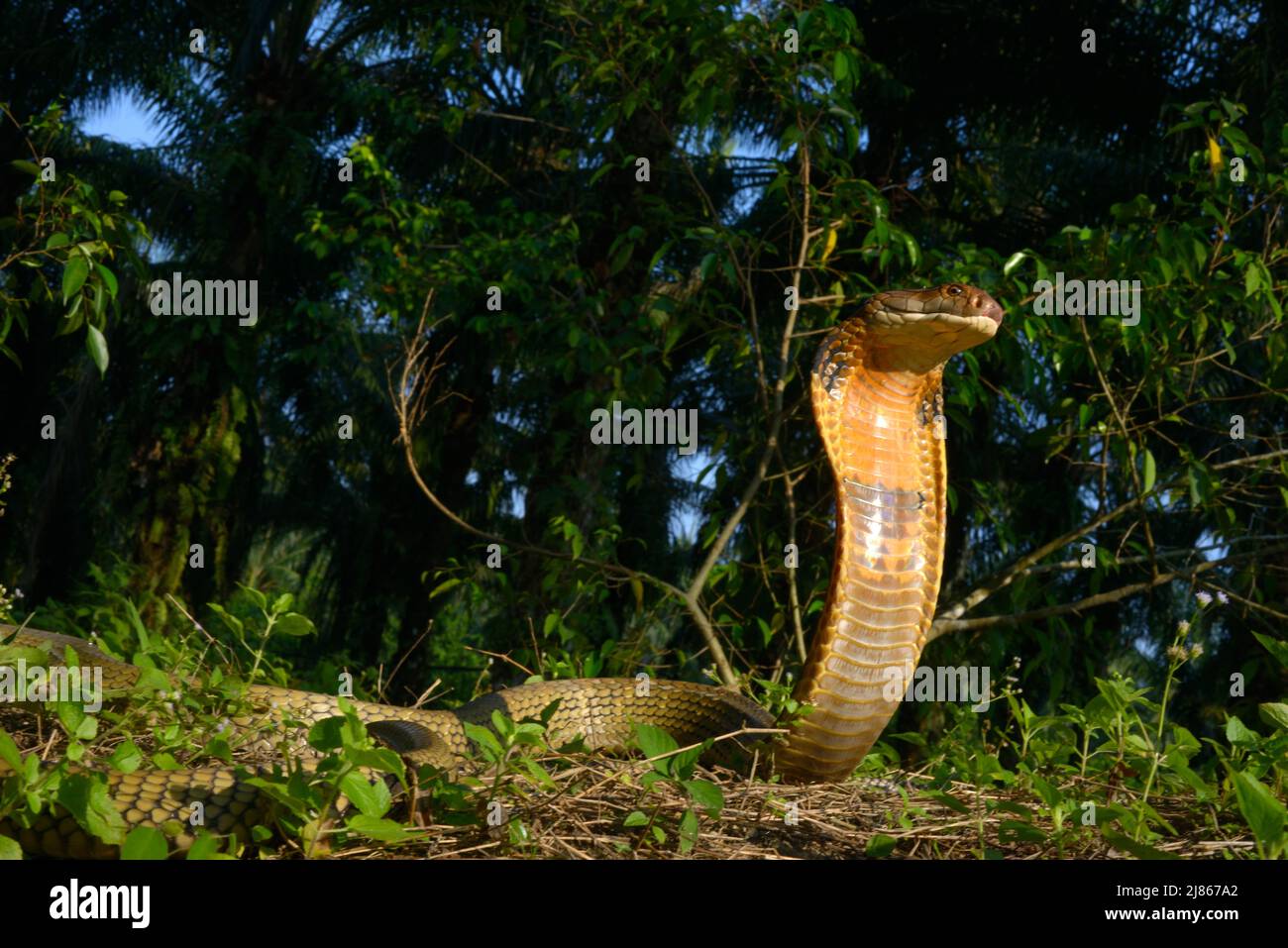 King Cobra Standing - Malaysia Stock Photo - Alamy