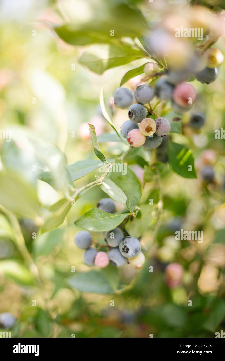 Blueberry Picking in South Carolina Stock Photo Alamy