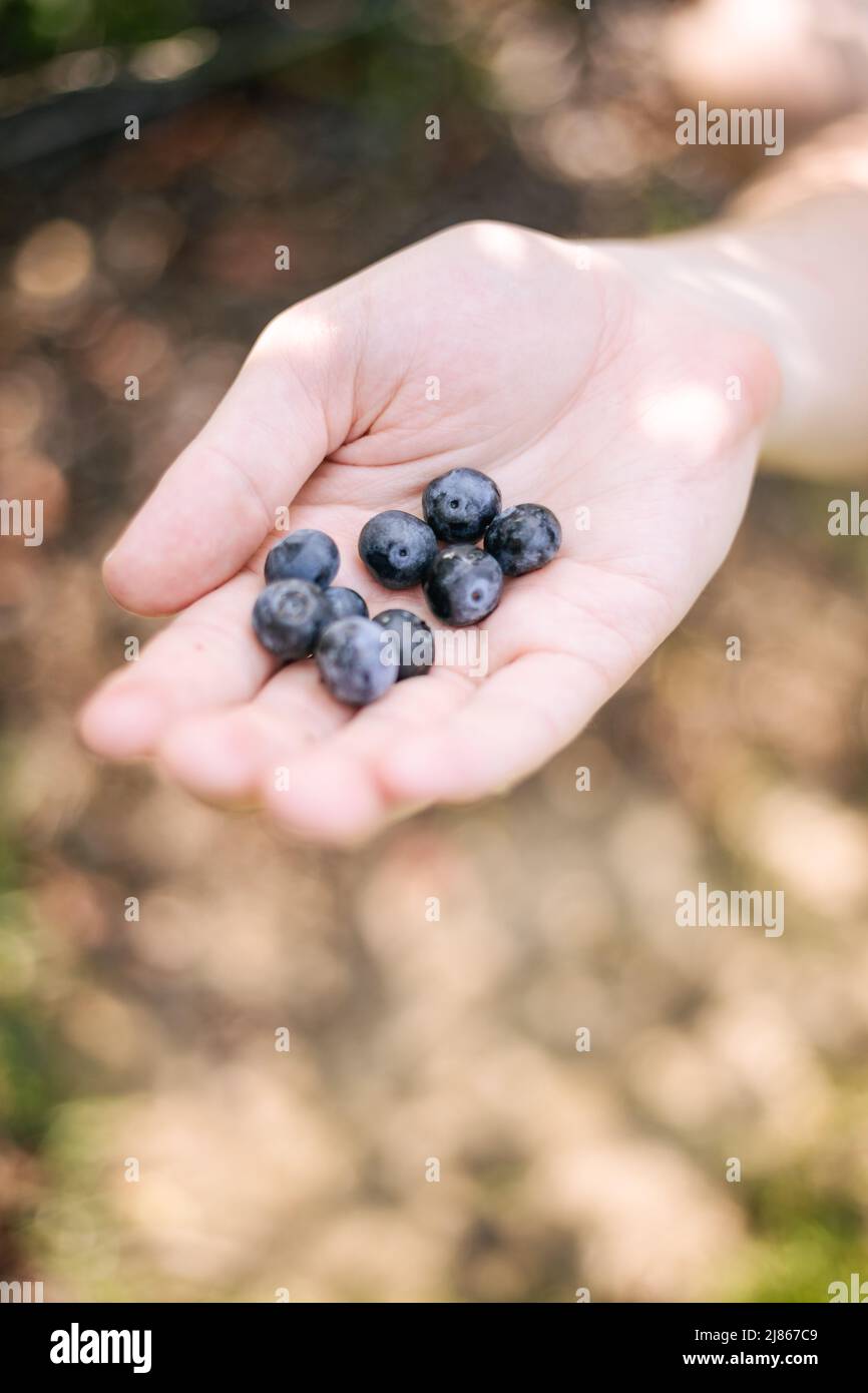 Blueberry Picking in South Carolina Stock Photo Alamy