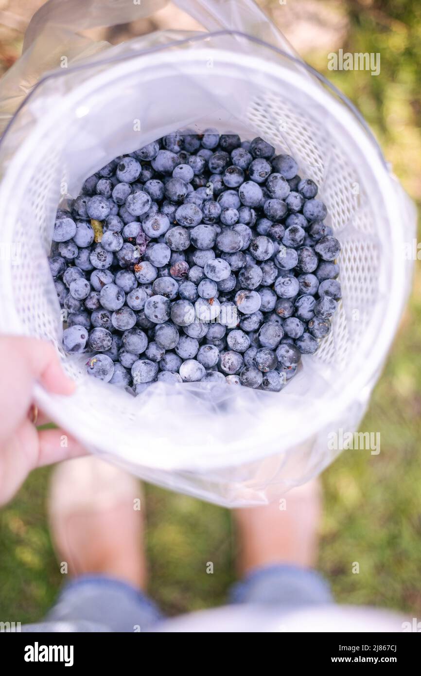Blueberry Picking in South Carolina Stock Photo Alamy
