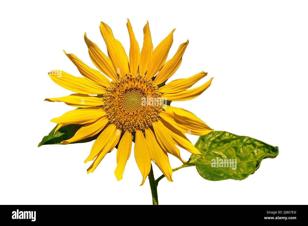 Fresh sunflower flower isolated on white background Stock Photo - Alamy