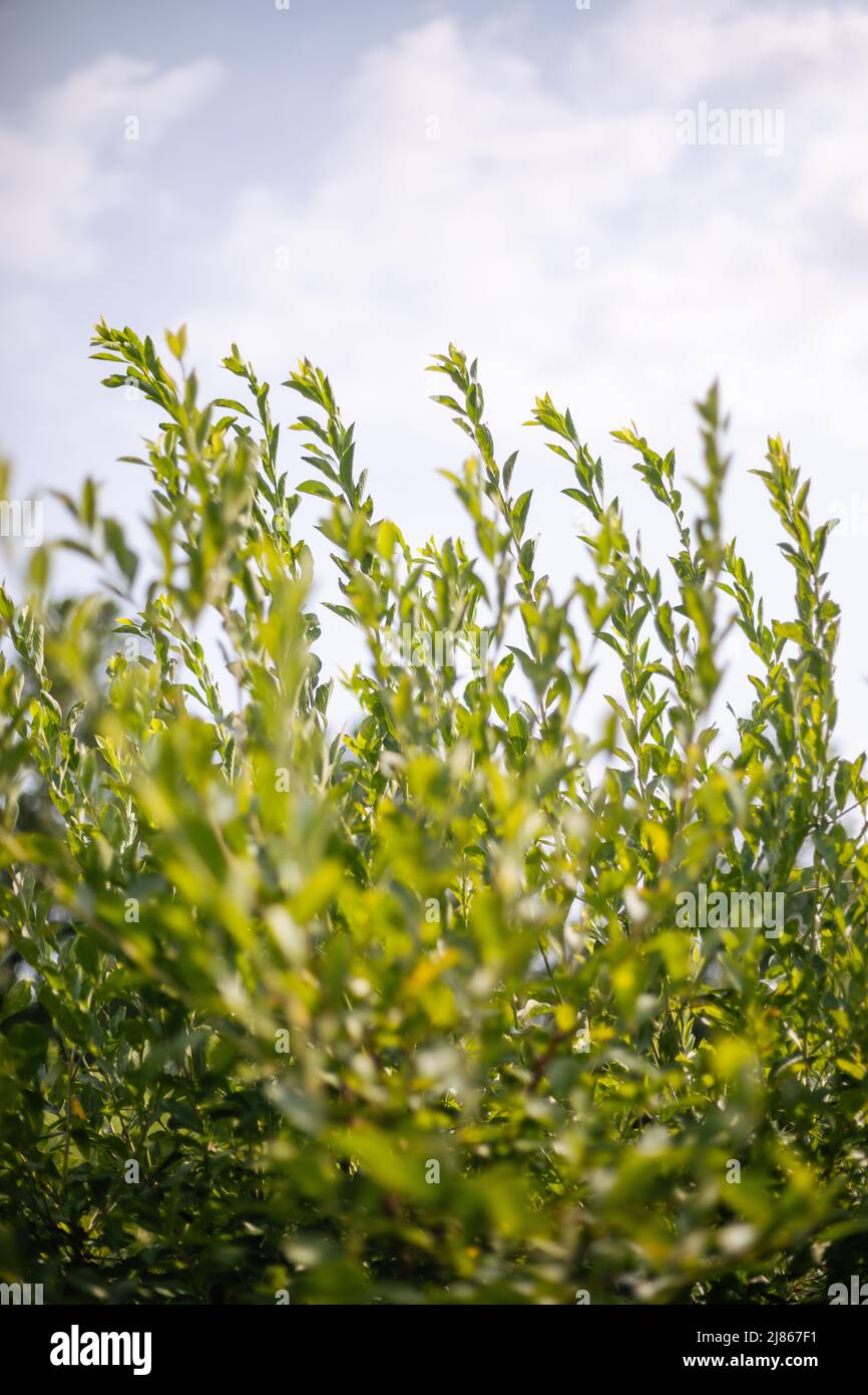 Blueberry Bush in South Carolina Stock Photo Alamy