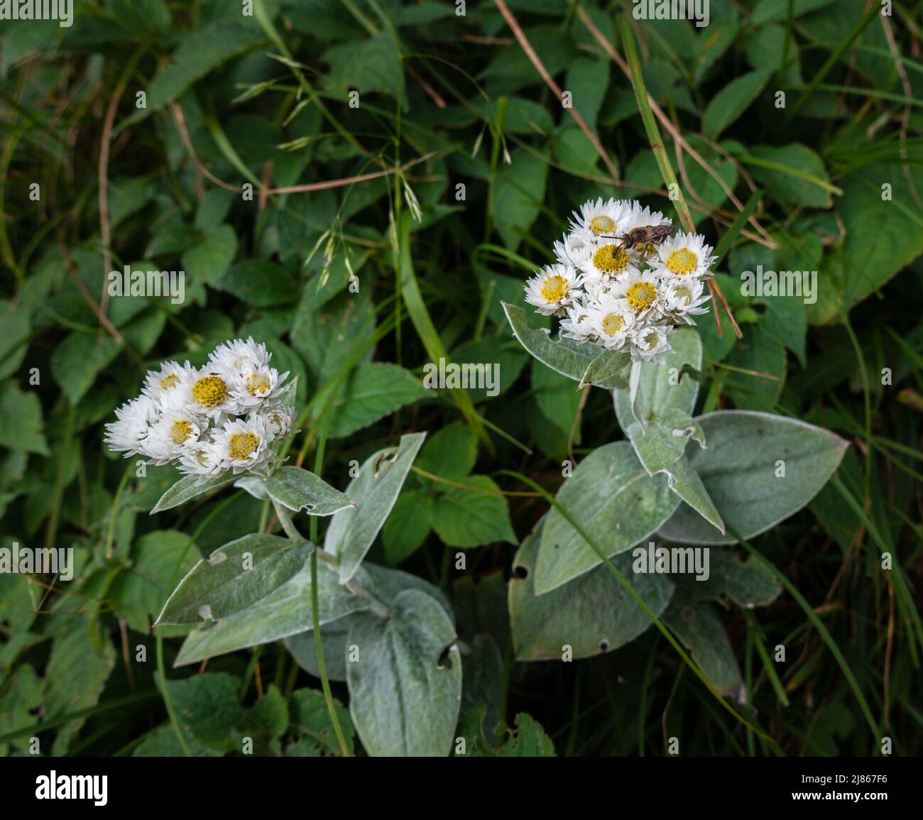 A pair of western pearly everlasting flowers growing in natural surrounding in an Indian forest. Anaphalis Margaritacea Stock Photo
