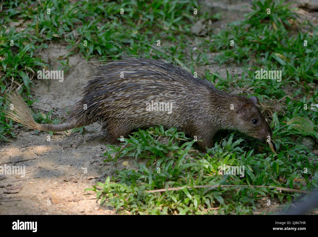 Asiatic Brush-tailed Porcupine - Malaysia Stock Photo