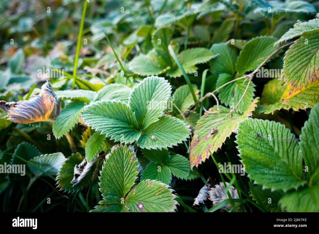 Bright green leaves of Fragaria vesca , Wild Strawberry in the jungles ...