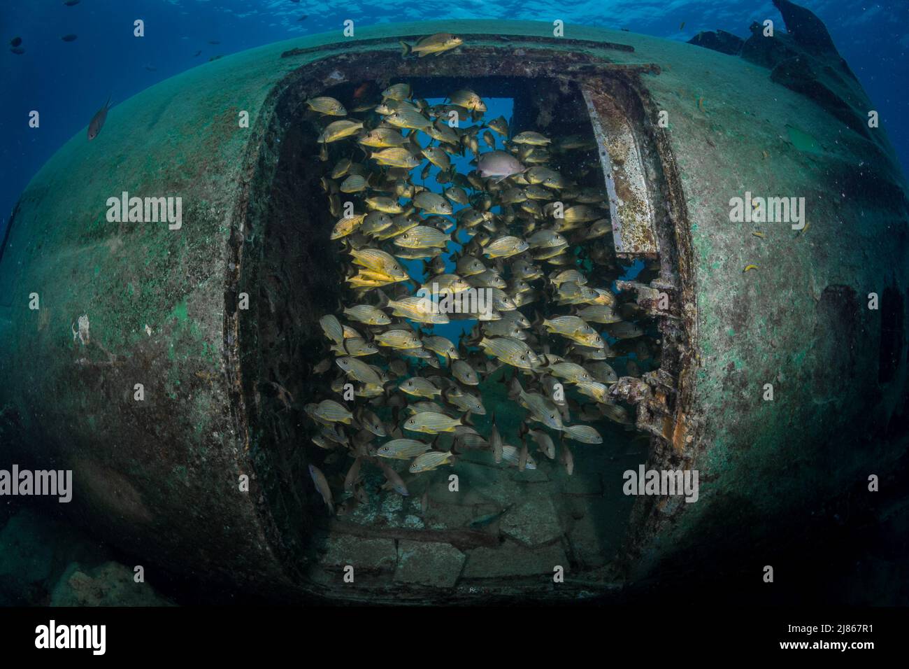 Blue-Stripped Grunts (Haemulon sciurus) inhabit the wreckage of an old aircraft on the reefs off the Caribbean island of Sint Maarten Stock Photo