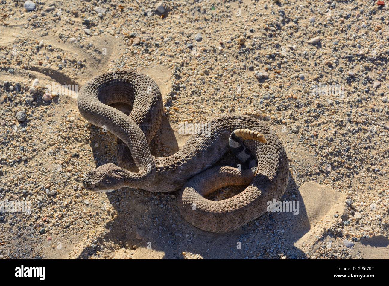 Western diamondback rattlesnake Arizona USA Stock Photo Alamy