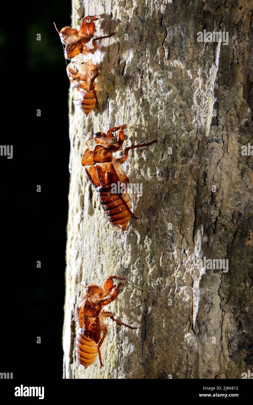 Cicada exuviae on a trunk Malaysia Stock Photo Alamy