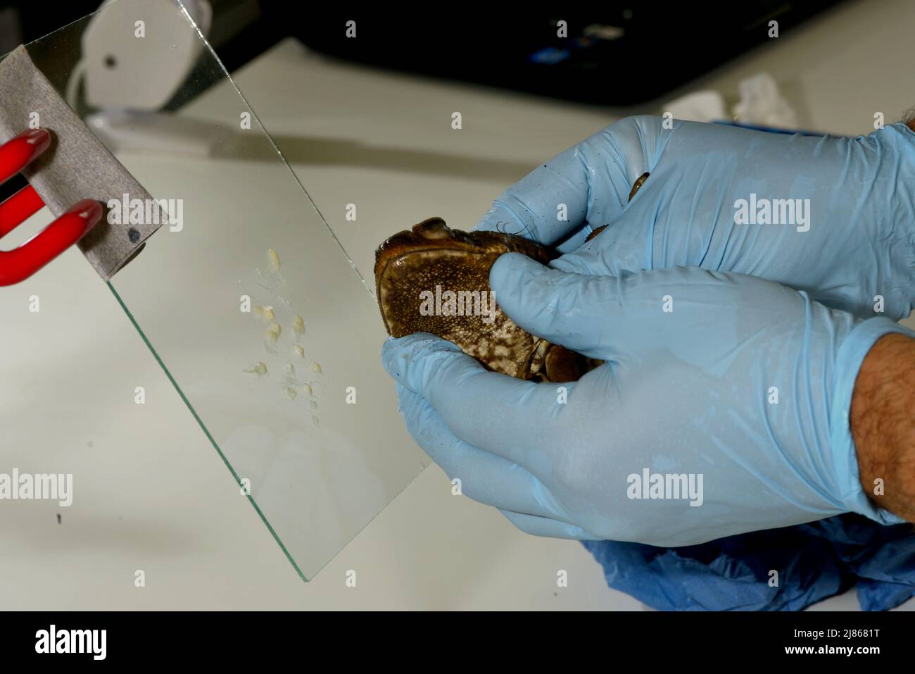 Cane Toad venom Sampling Stock Photo - Alamy