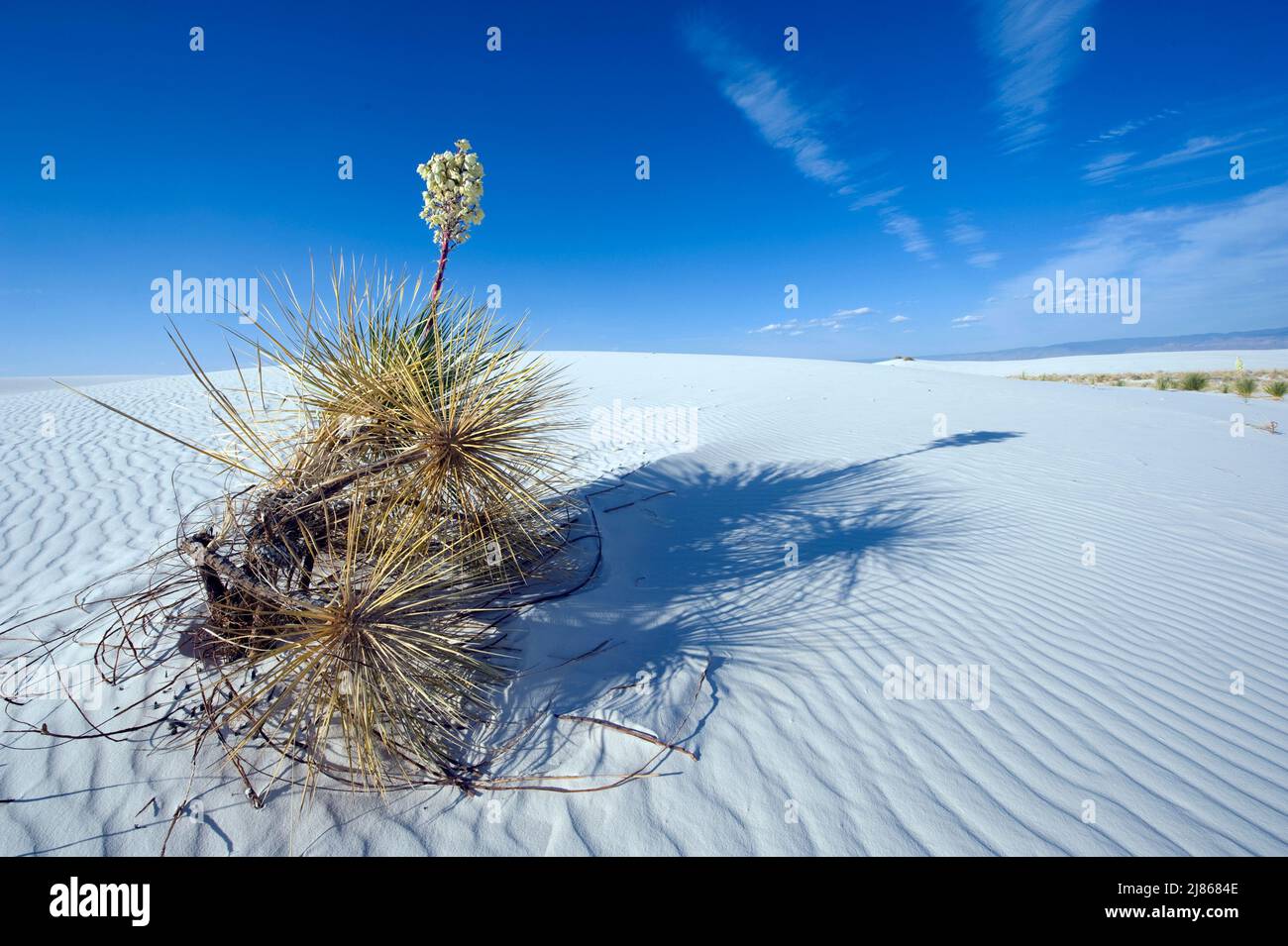 Soaptree Yucca on sand dune - White Sands NM New Mexico Stock Photo - Alamy