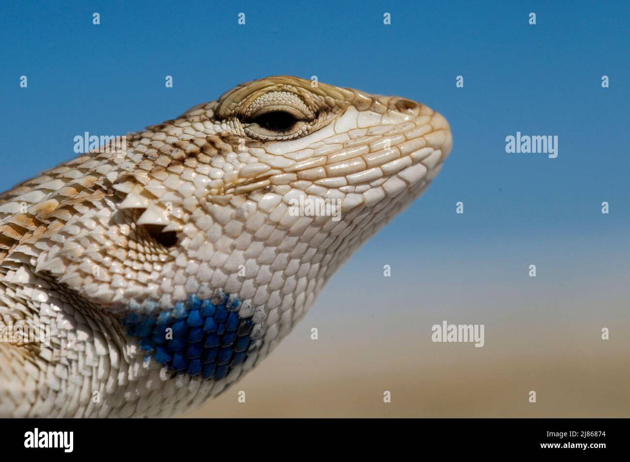 White sands Prairie Lizard White Sands NM NewMexico Stock Photo Alamy