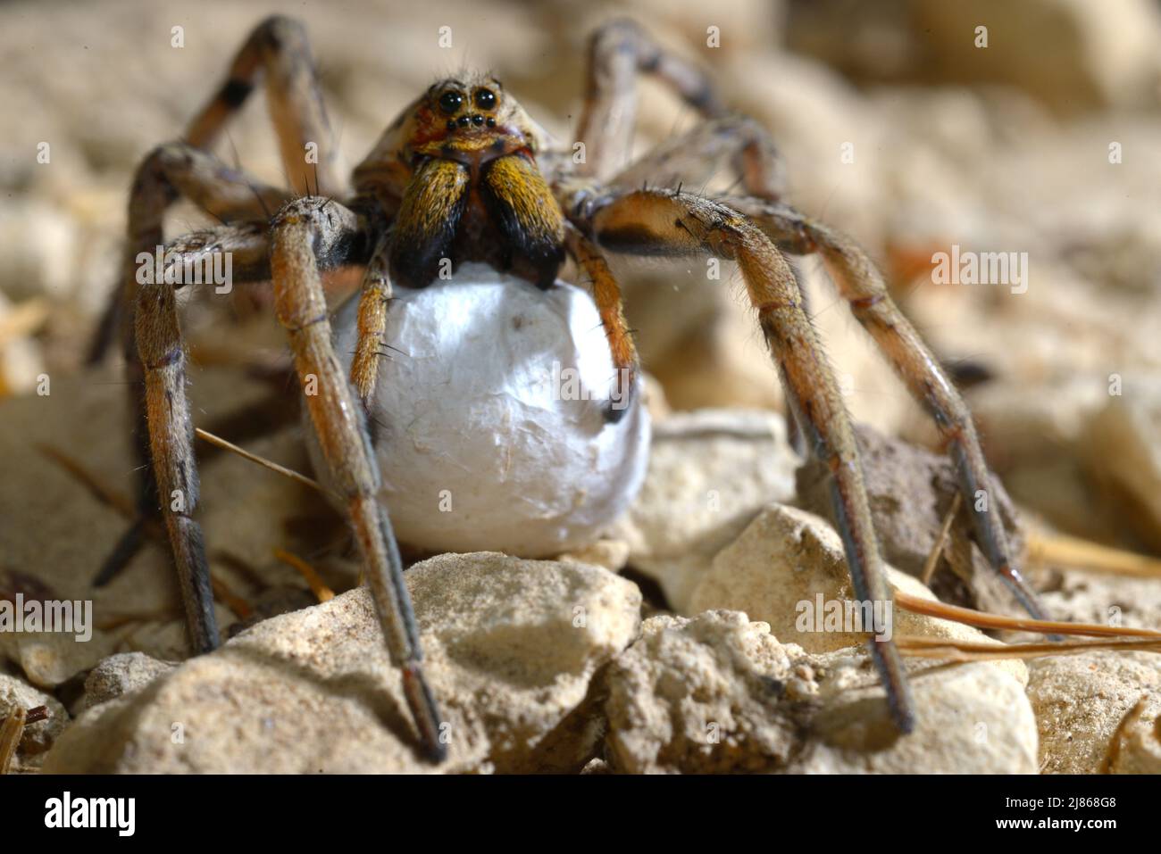 Wolf Spider female carrying its cocoon - France Stock Photo