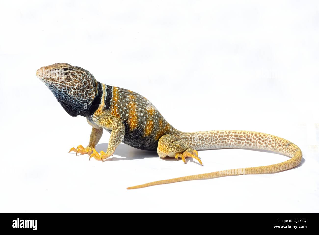 Desert Collared Lizard on white background Stock Photo Alamy