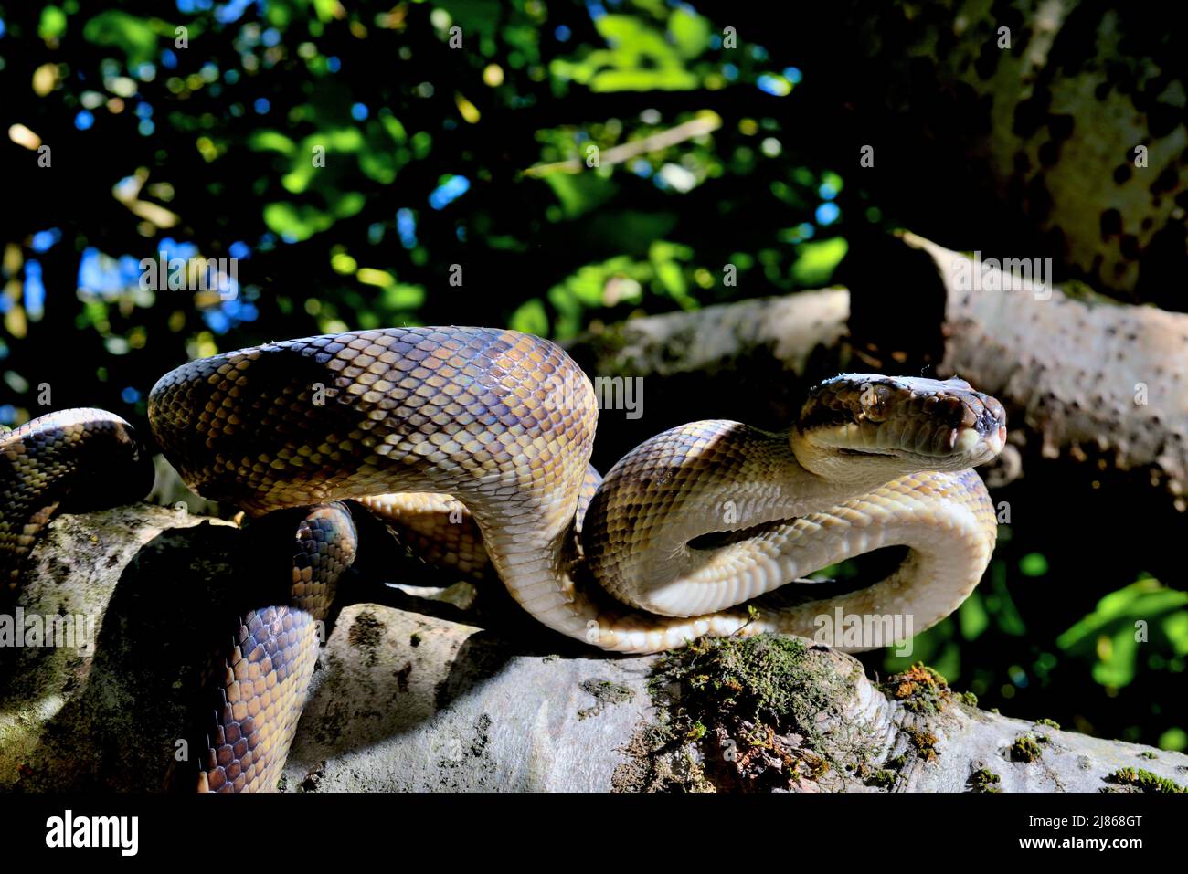 Halmahera Python on a branch ; Endemic to the Moluccas Halmahera Stock ...