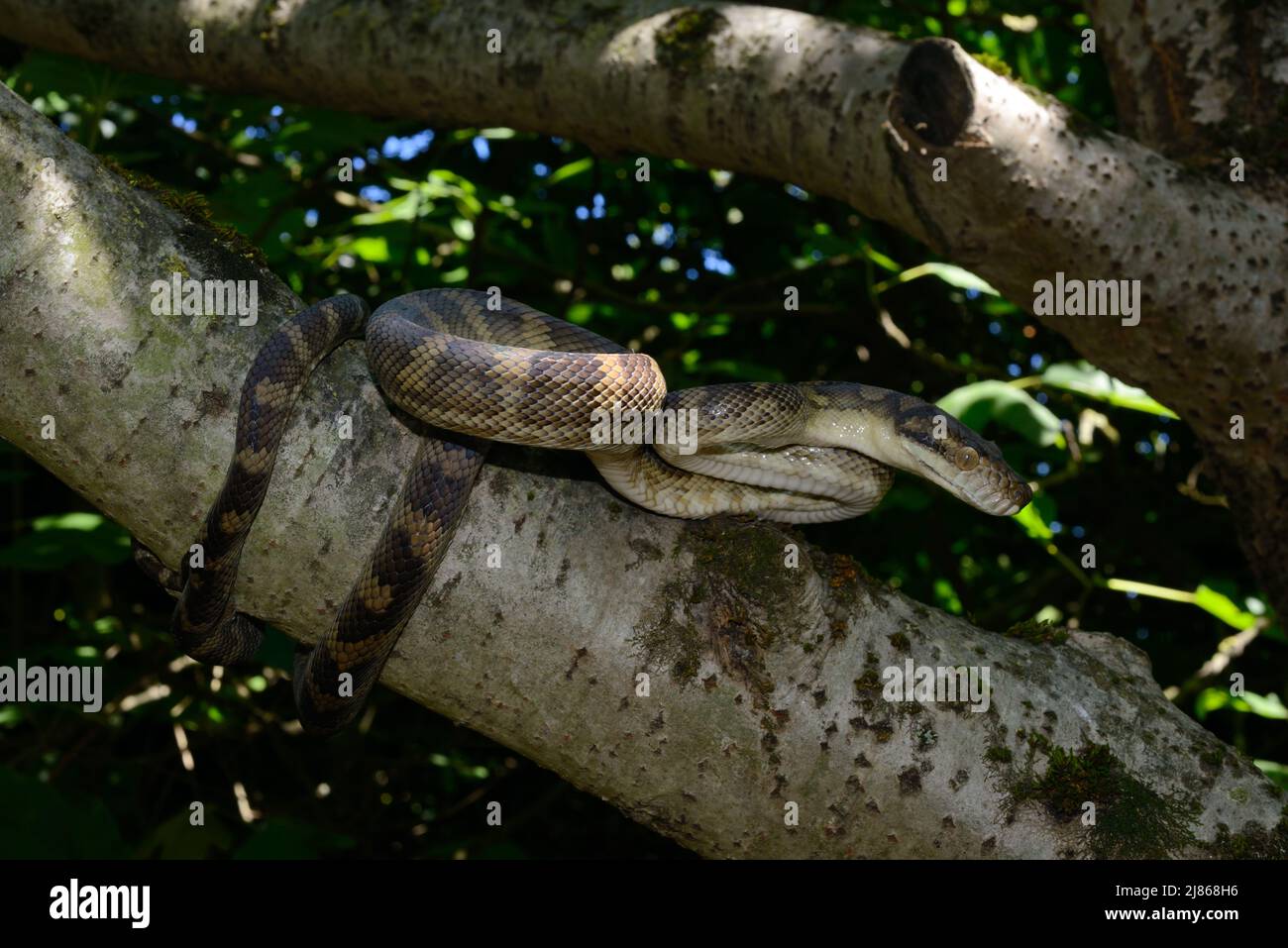 Halmahera Python on a branch ; Endemic to the Moluccas Halmahera Stock ...