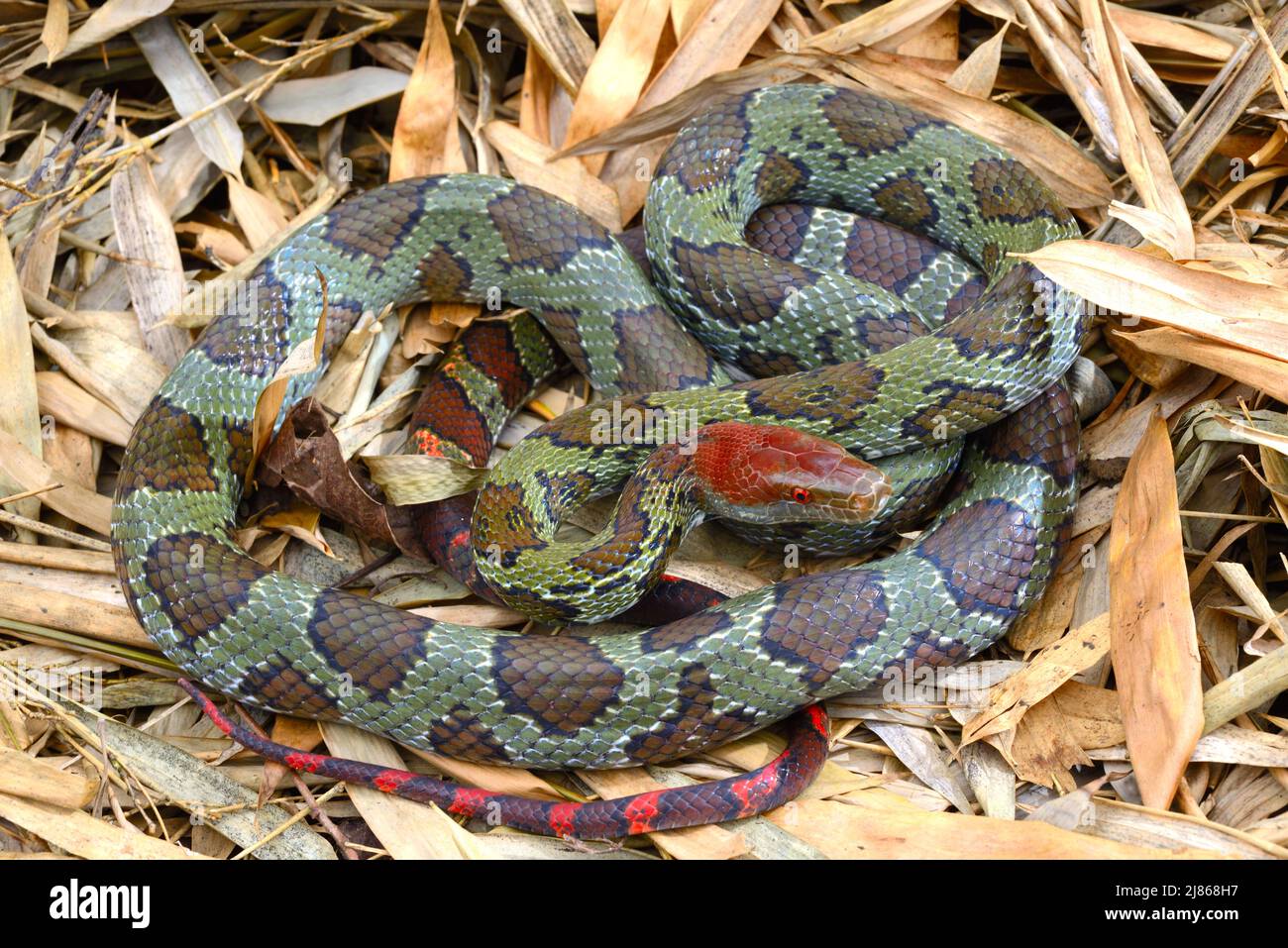 Red Headed Rats Red-headed Ratsnake on dead leaves ; N. Vietnam, China Stock Photo - Alamy