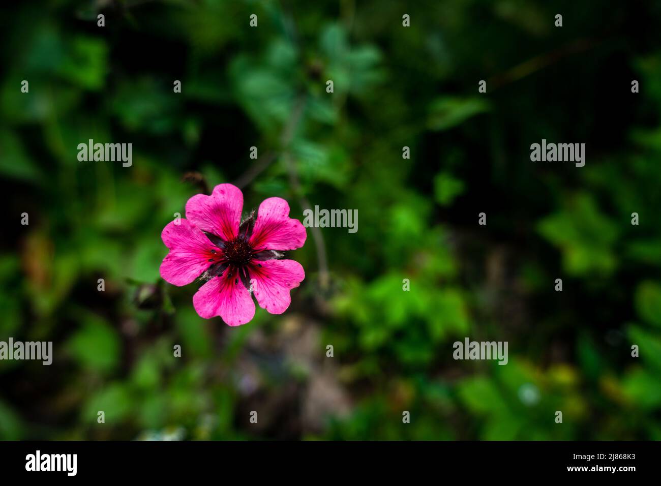 An top shot of Potentilla nepalensis Ron McBeath pink flower in isolation . Indian forest. Stock Photo