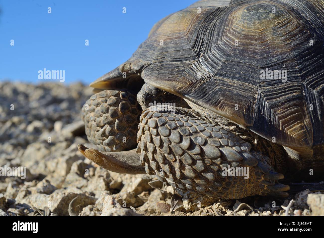 Desert tortoise - Colorado desert South California USA Stock Photo - Alamy