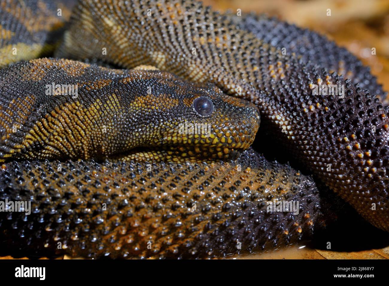 Arafura File snake (Acrochordus arafurae Stock Photo Alamy