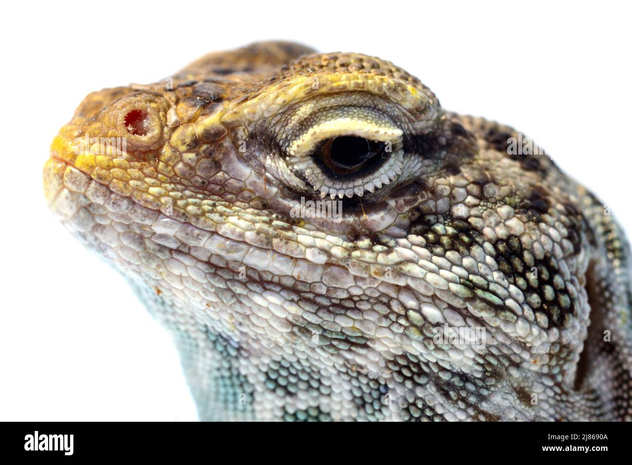 Bailey's Collared Lizard (Crotaphytus collaris baileyi) Male.N. Arizona
