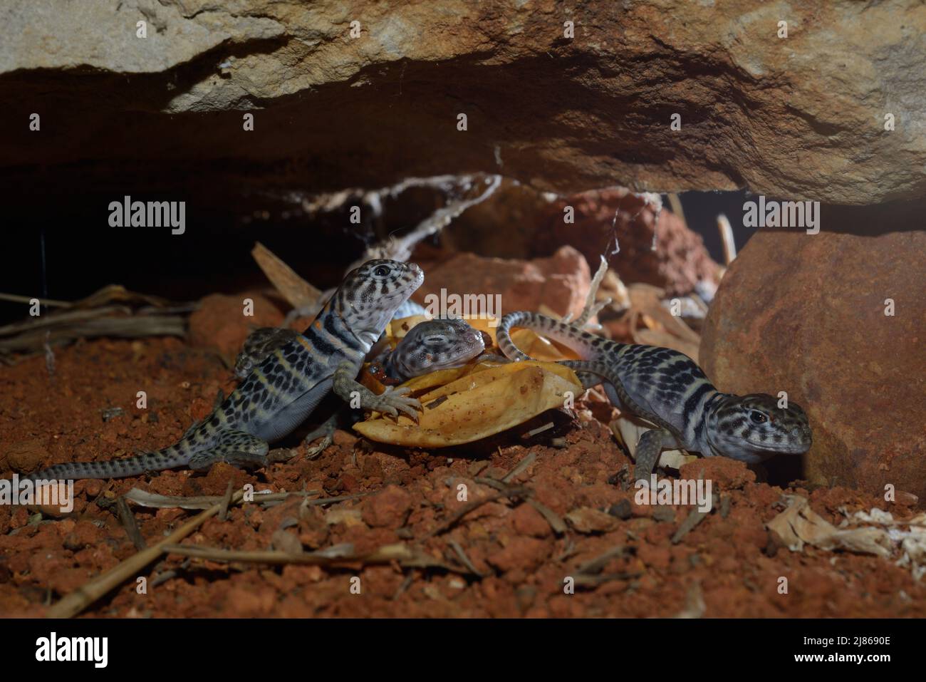 Collared lizard (Crotaphytus collaris) Hatchling. N. Arizona Captivity Stock Photo Alamy
