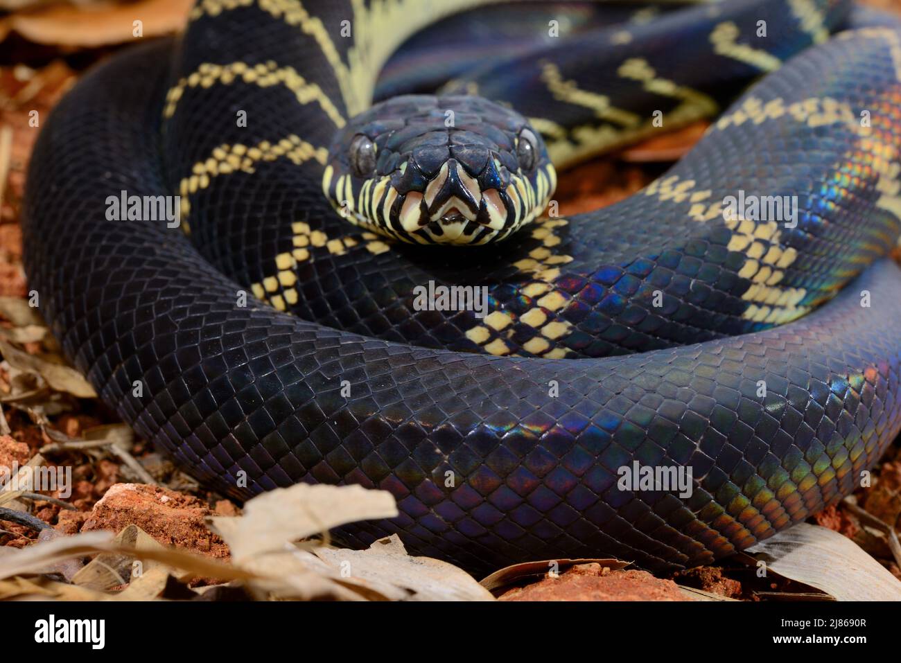 Boelen's python (Simalia (= Morelia) boeleni). Papua-New-Guinea ...
