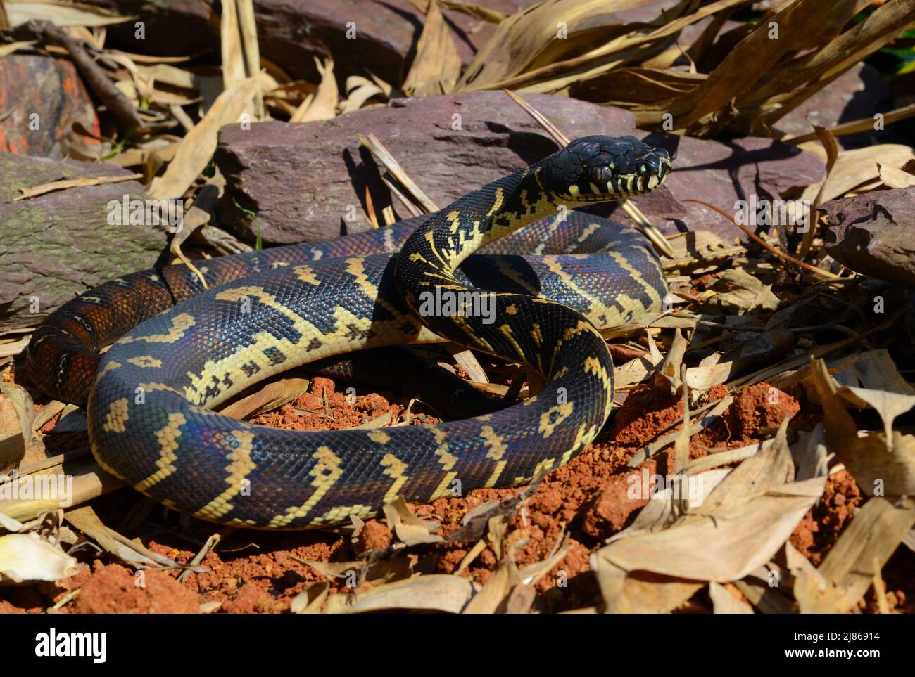 Boelen's python (Simalia (= Morelia) boeleni). Papua-New-Guinea ...