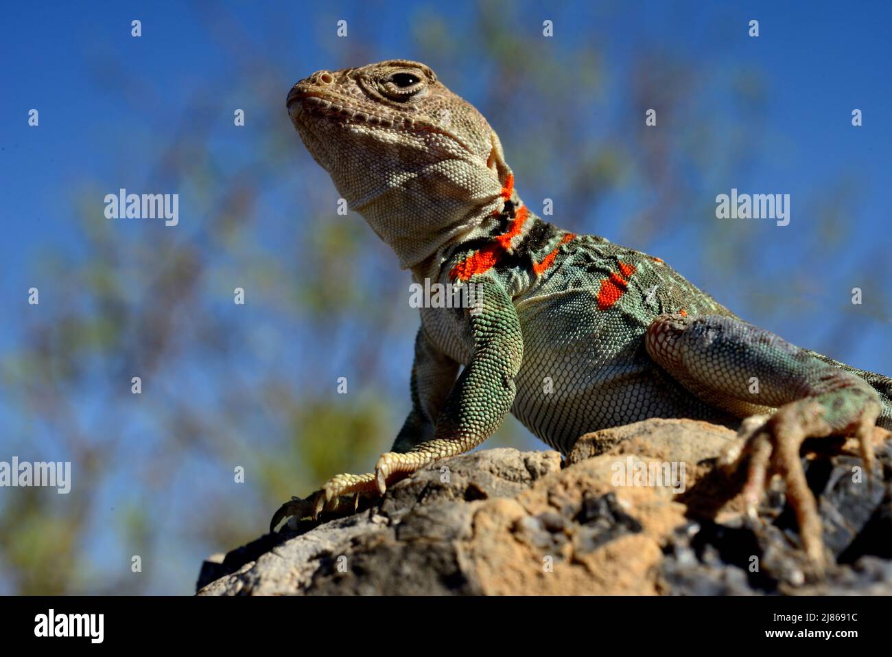 Collared lizard (Crotaphytus collaris) Fertilized female. Arizona Stock
