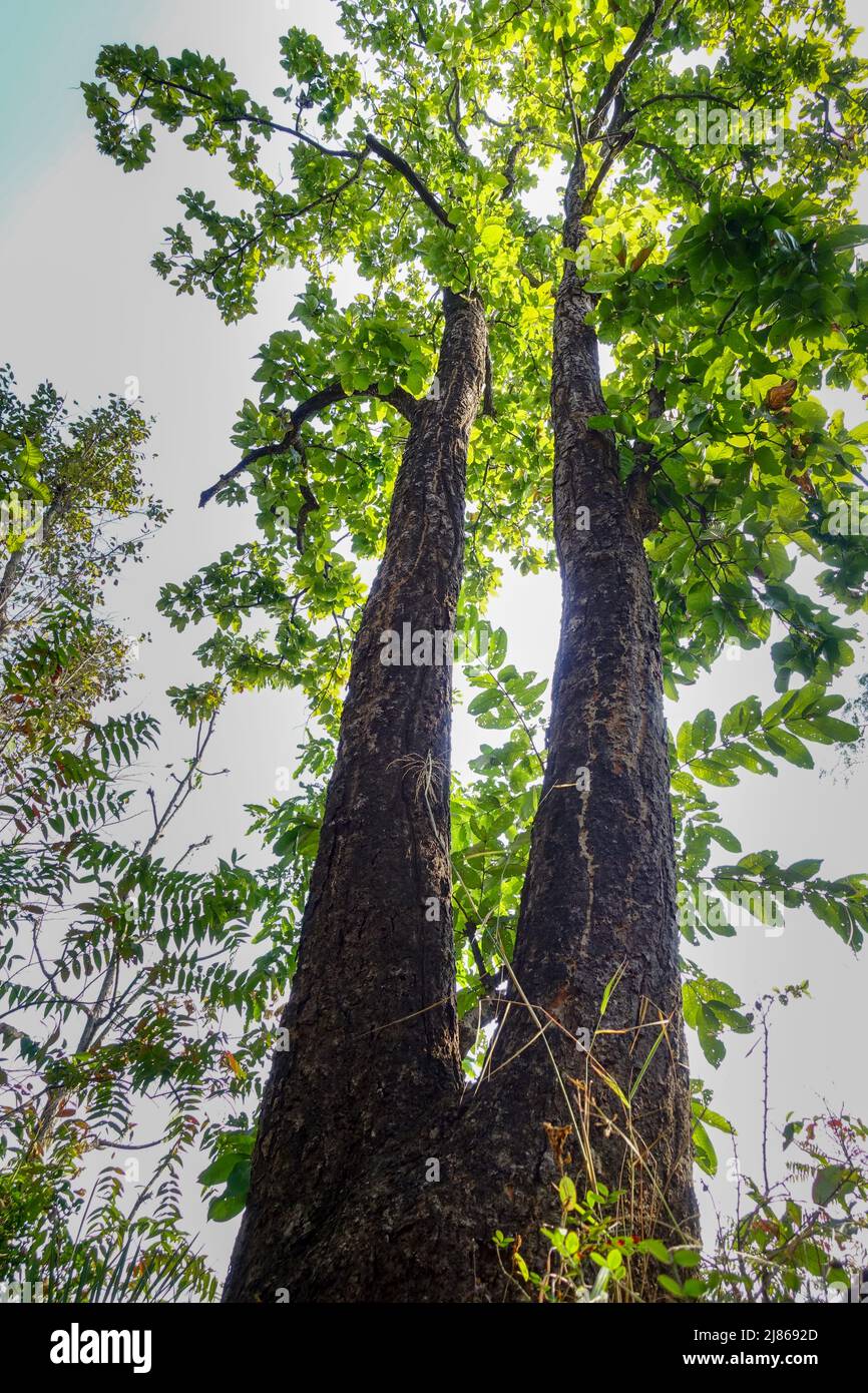 A wide angle shot of Shorea robusta or Sal tree in an Indian forest. It is a large, deciduous tree found in India, Myanmar, and Nepal. Stock Photo