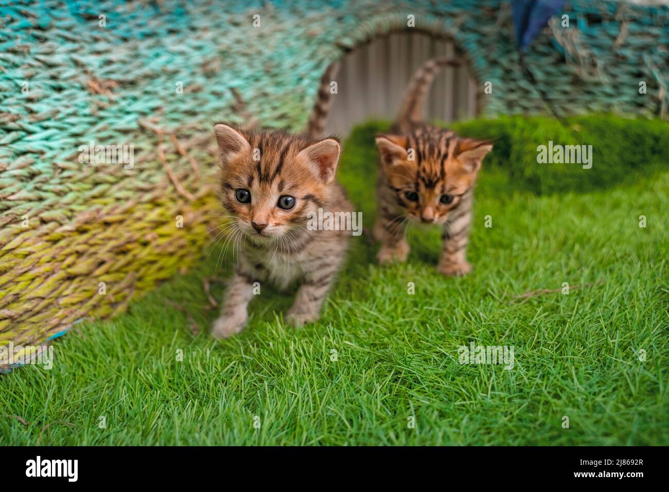 Bengal kittens on green grass. A cute spotted kittens outdoors in the