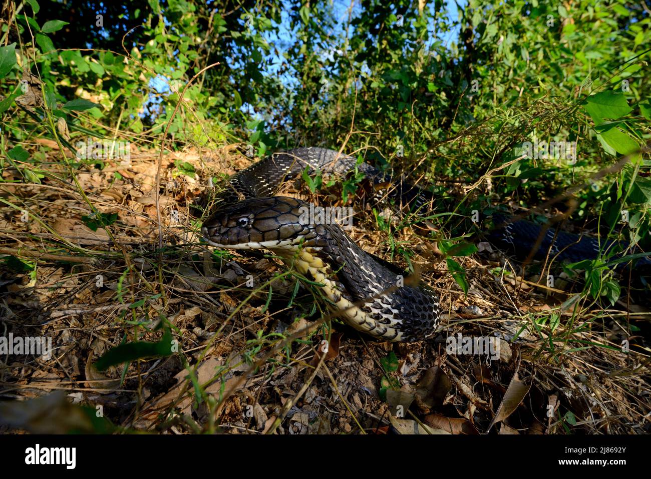 King cobra (Ophiophagus hannah) Thailand Stock Photo - Alamy