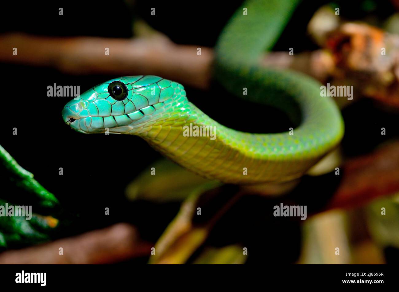 Jameson's Mamba (Dendroaspis jamesoni). C. Africa. Captivity Stock ...