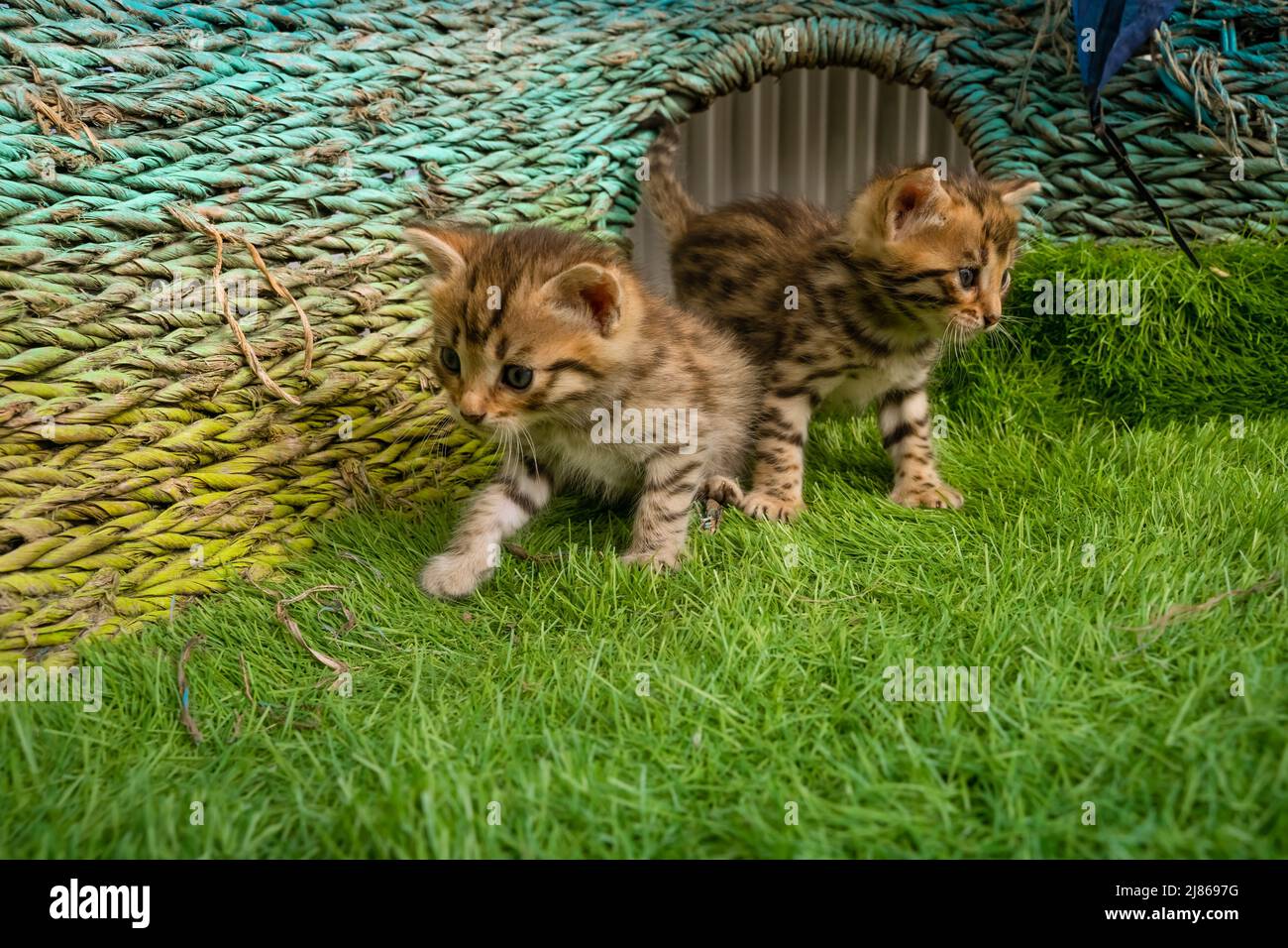Bengal kittens on green grass. A cute spotted kittens outdoors in the