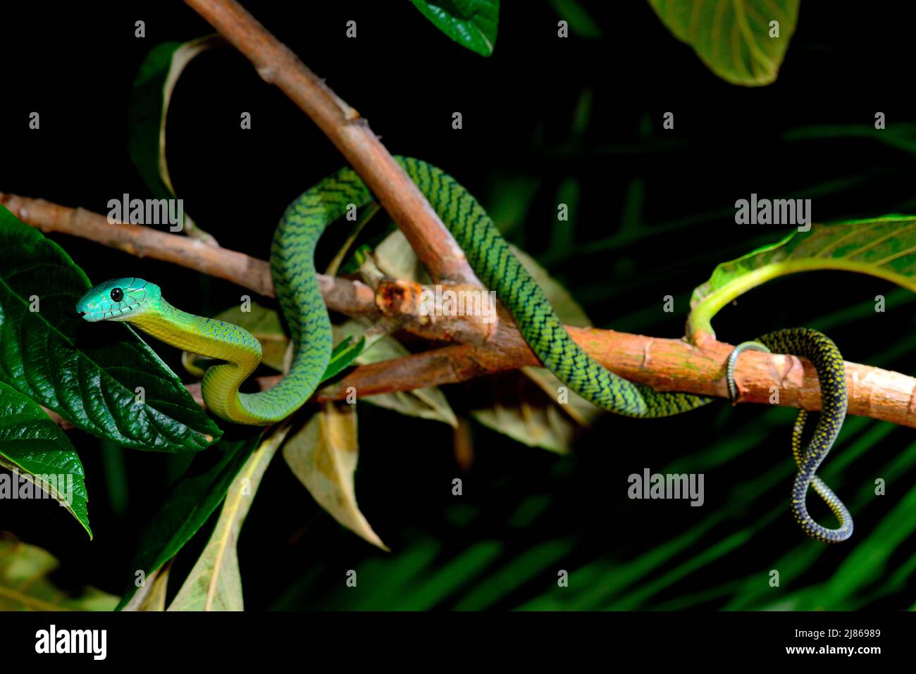 Jamesons mamba dendroaspis jamesoni jamesoni hi-res stock photography ...