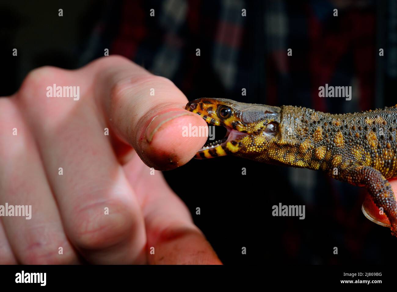 Yellow spotted night lizard hires stock photography and images Alamy