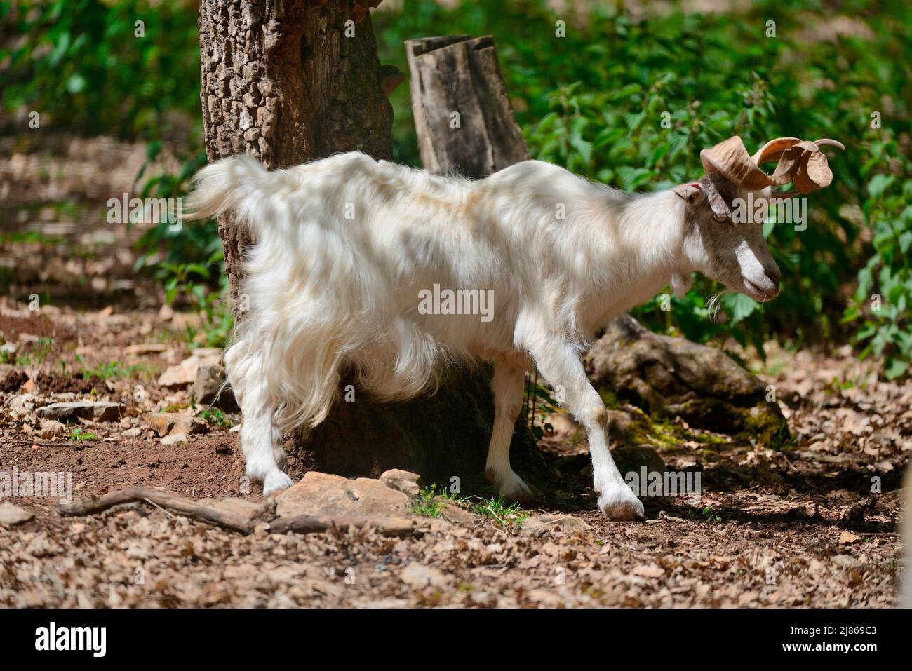 Girgentana Goat (Capra aegagrus hircus), Sicilia Stock Photo