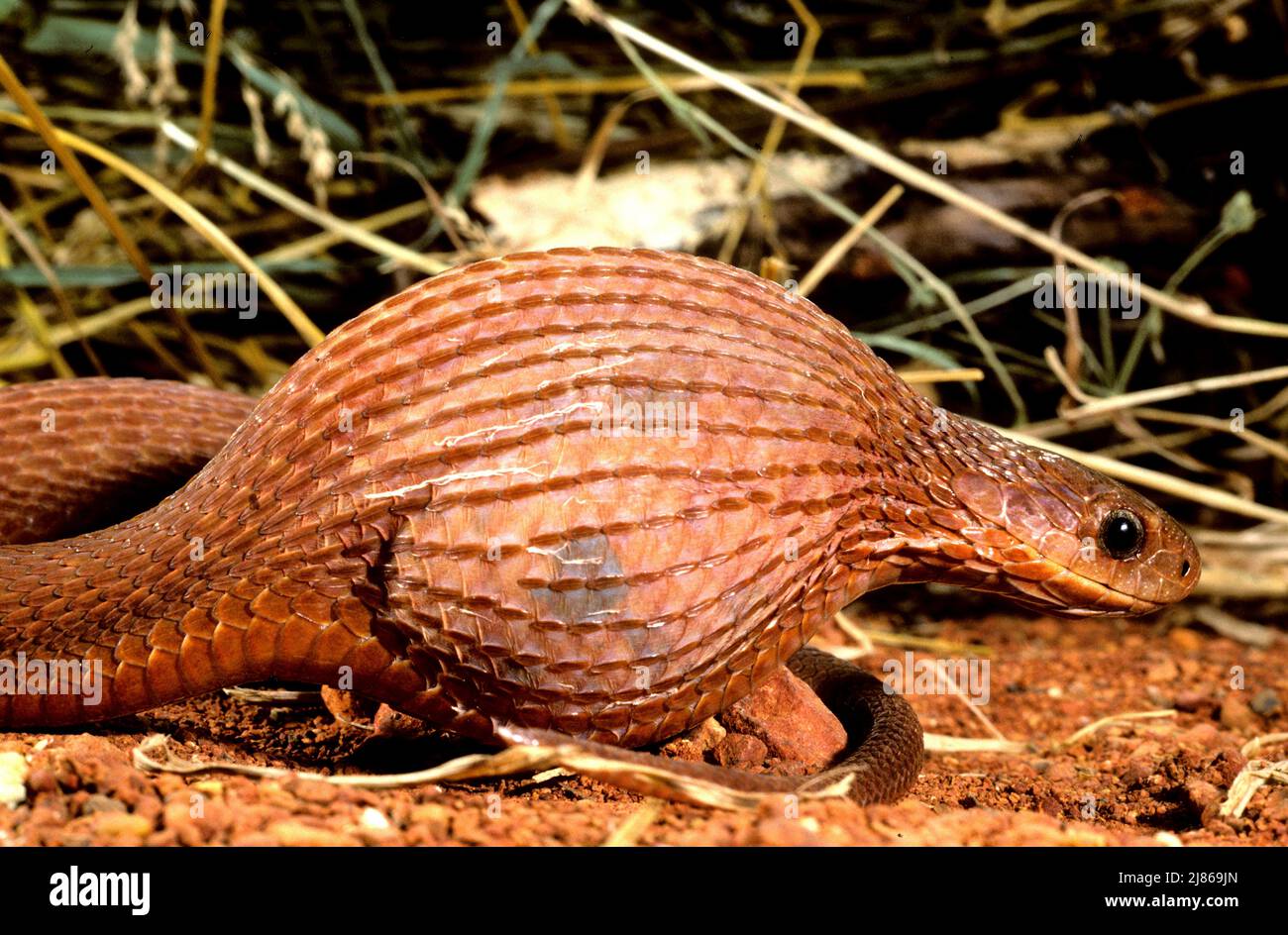 Southern Brown Egg Eater (Dasypeltis inornata) a egg, SubSaharan