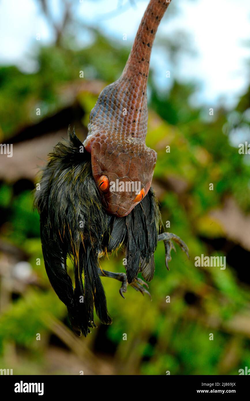 Siberut Black-headed cat snake (Boiga nigriceps brevicauda) eating a ...
