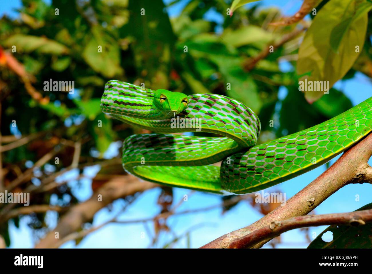 Asian vine snake (Ahaetulla prasina) in a tree, Sumatra Stock Photo