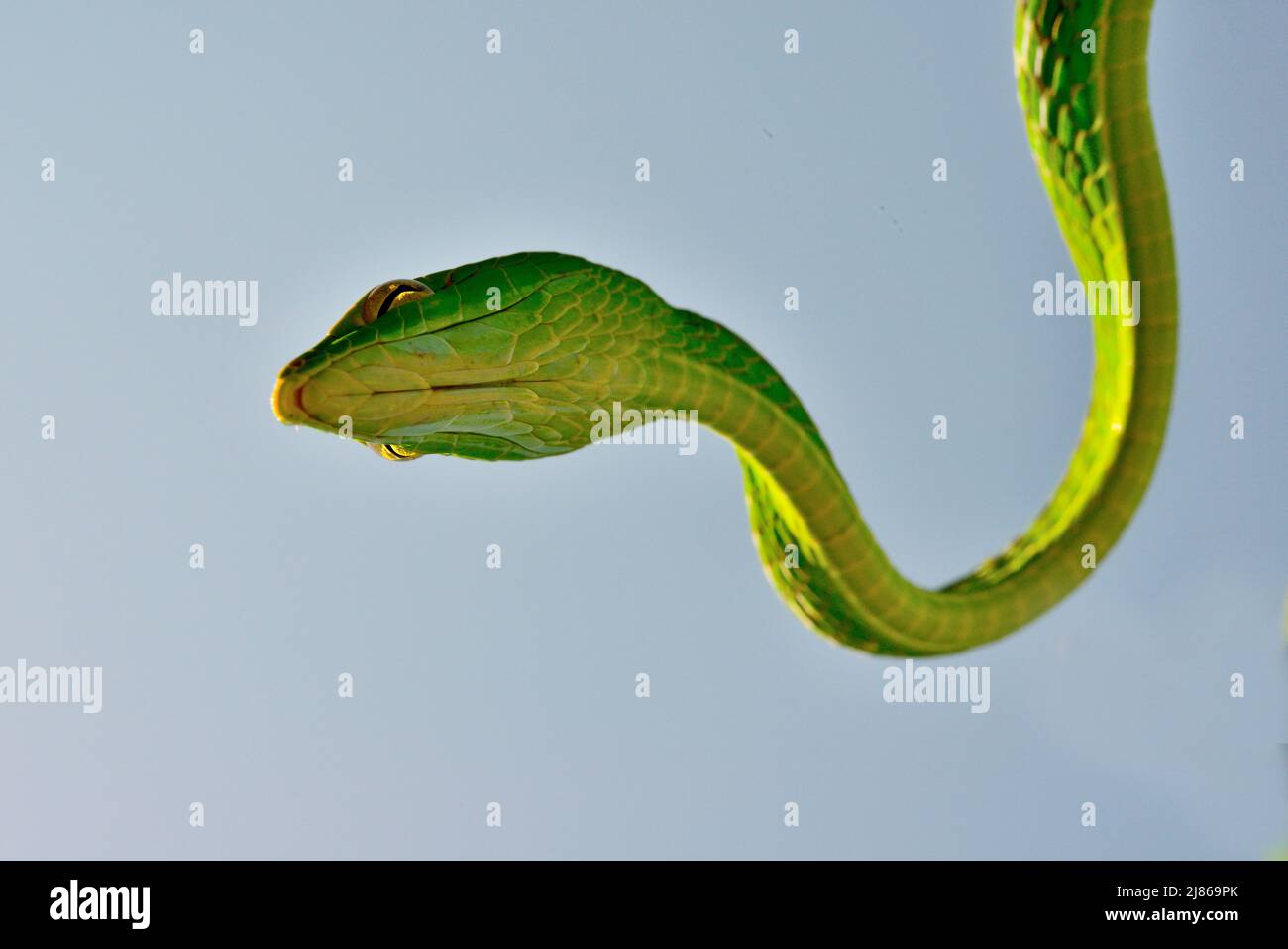 Portrait of Asian vine snake (Ahaetulla prasina), Sumatra Stock Photo