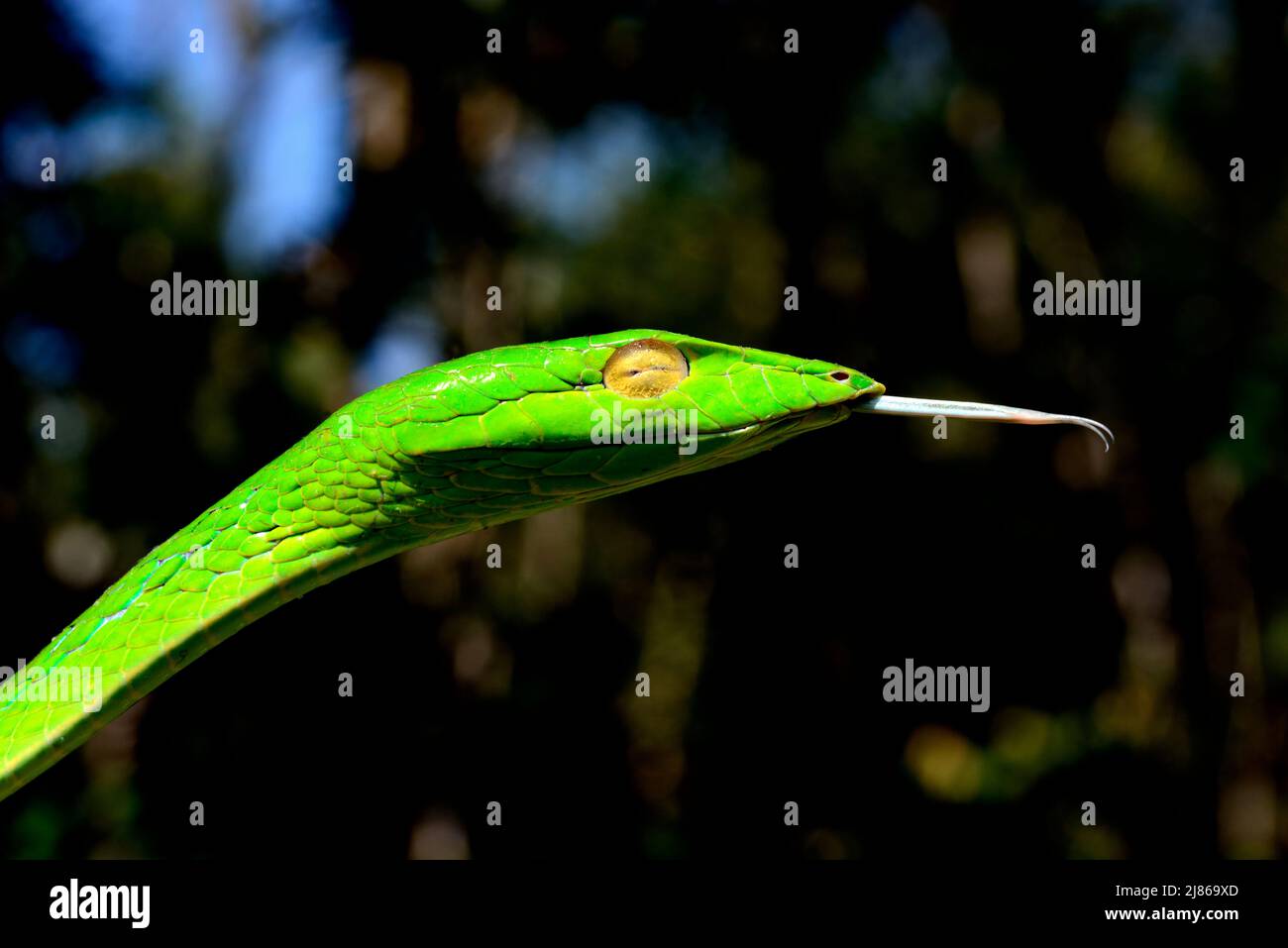Portrait of Asian vine snake (Ahaetulla prasina), Sumatra Stock Photo