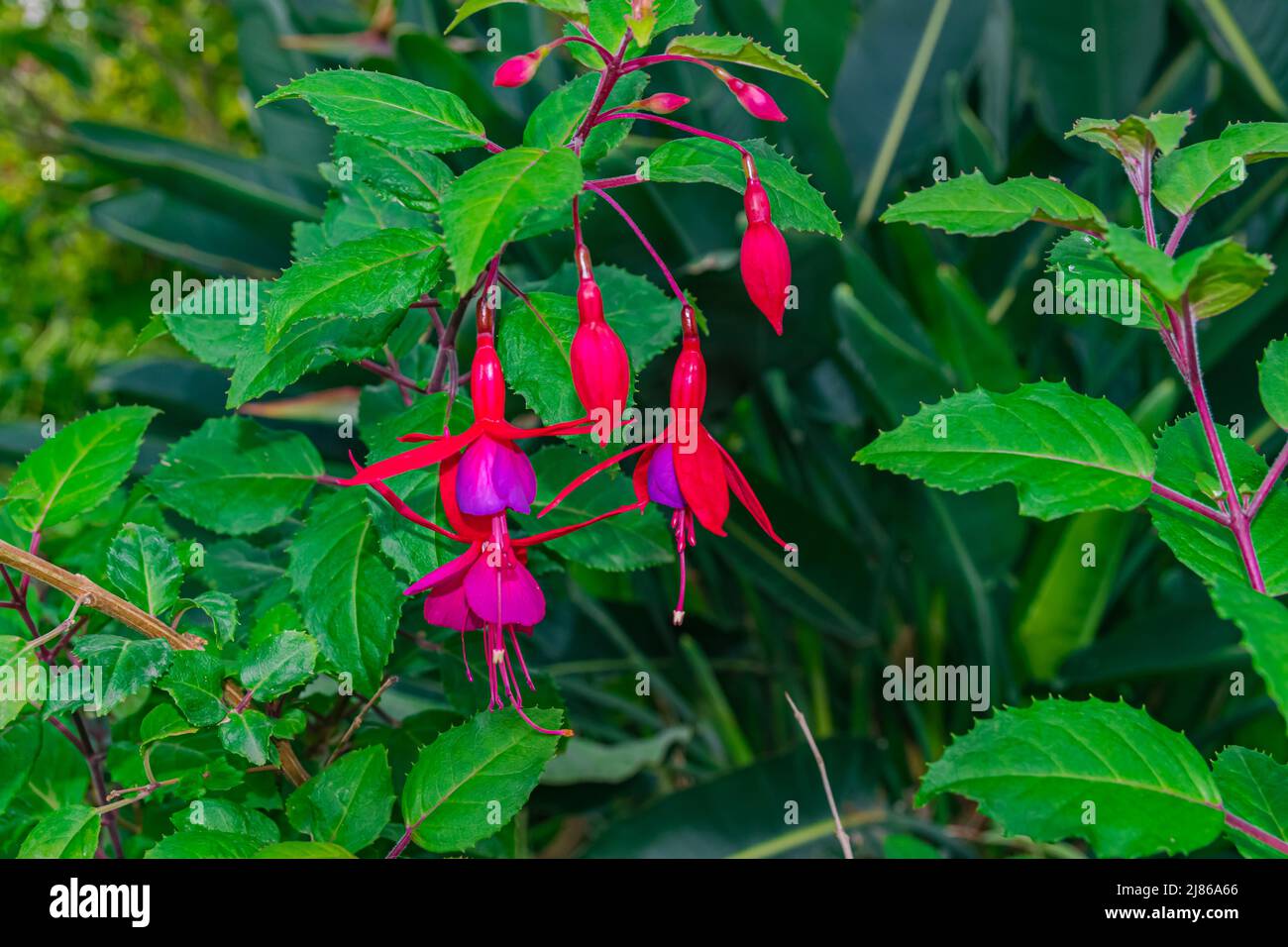 hummingbird fuchsia flowers blooming, (Fuchsia magellanica), with green leaves background Stock Photo