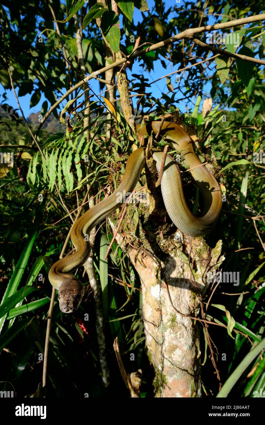 Olive papuan python (Apodora papuana) in a tree, Irian Jaya and Papua ...